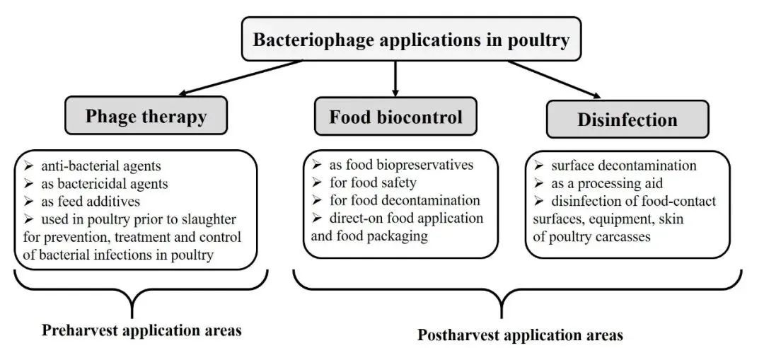 Technical Application | Practical Utilization of Bacteriophage Formulations in Aquaculture