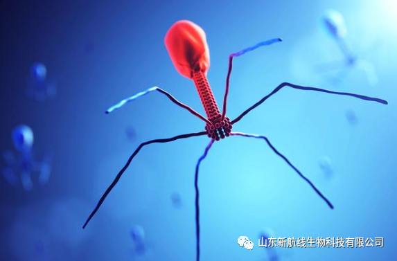 Science Topic | Nature's Precision Bacterial Hunter: Bacteriophages
