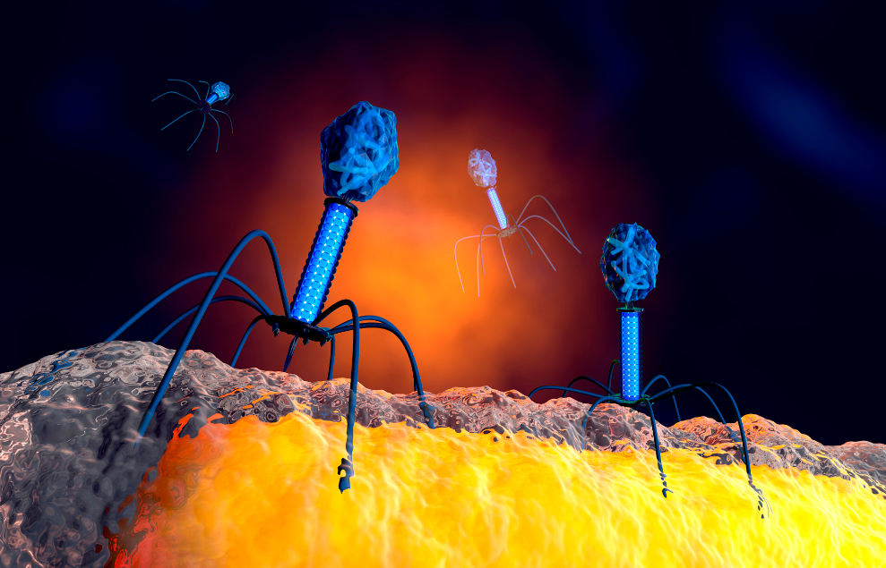 Health Science: Phage Therapy Offers New Hope for Antibiotic Resistance Challenges