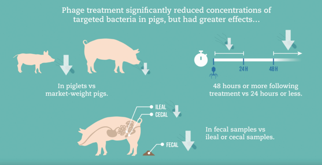 Livestock Knowledge: Scientific Literature on Nutrition and Phage Research
