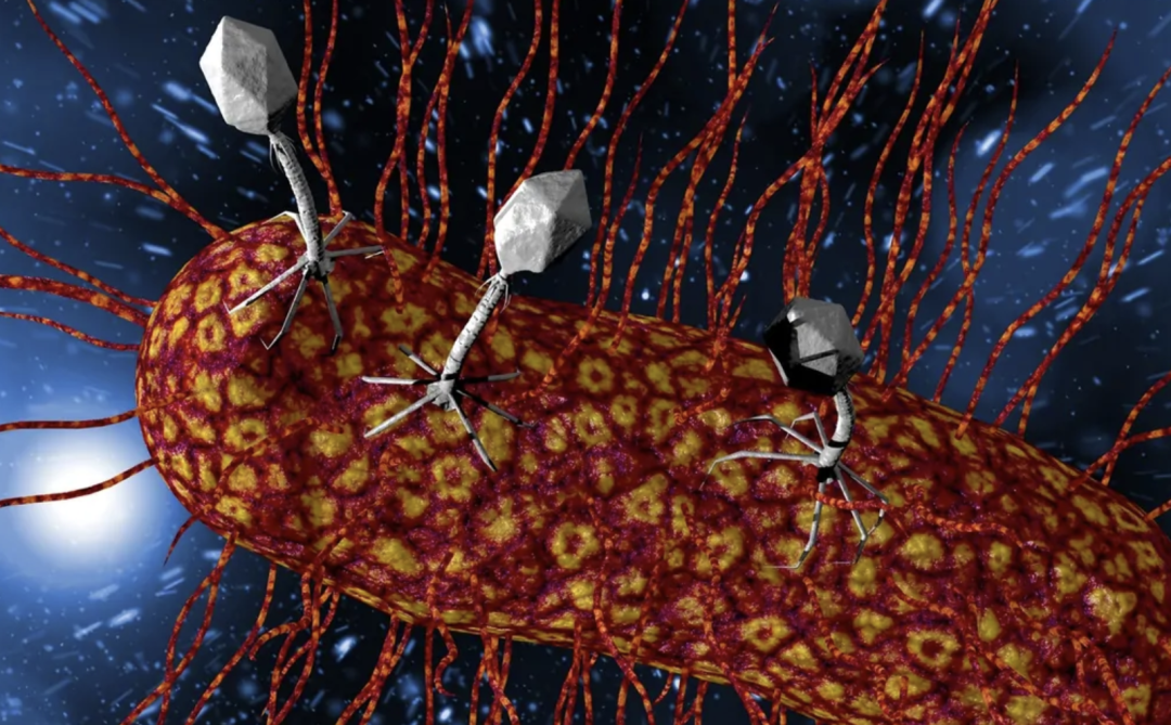 Can Phages Modulate Mood Disorders? Unveiling Micro-Therapies in Microbiota-Gut-Brain Axis Science