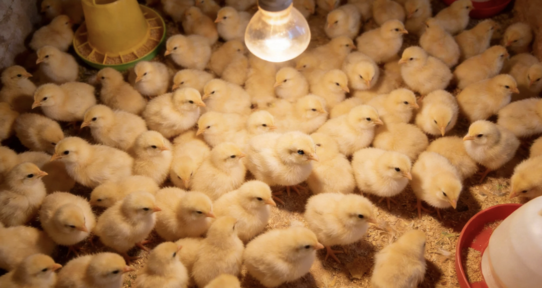 The Critical First 72 Hours: Equipping Day-Old Chicks with an "Invisible Armor" Through Targeted Bacteriophage Biosecurity