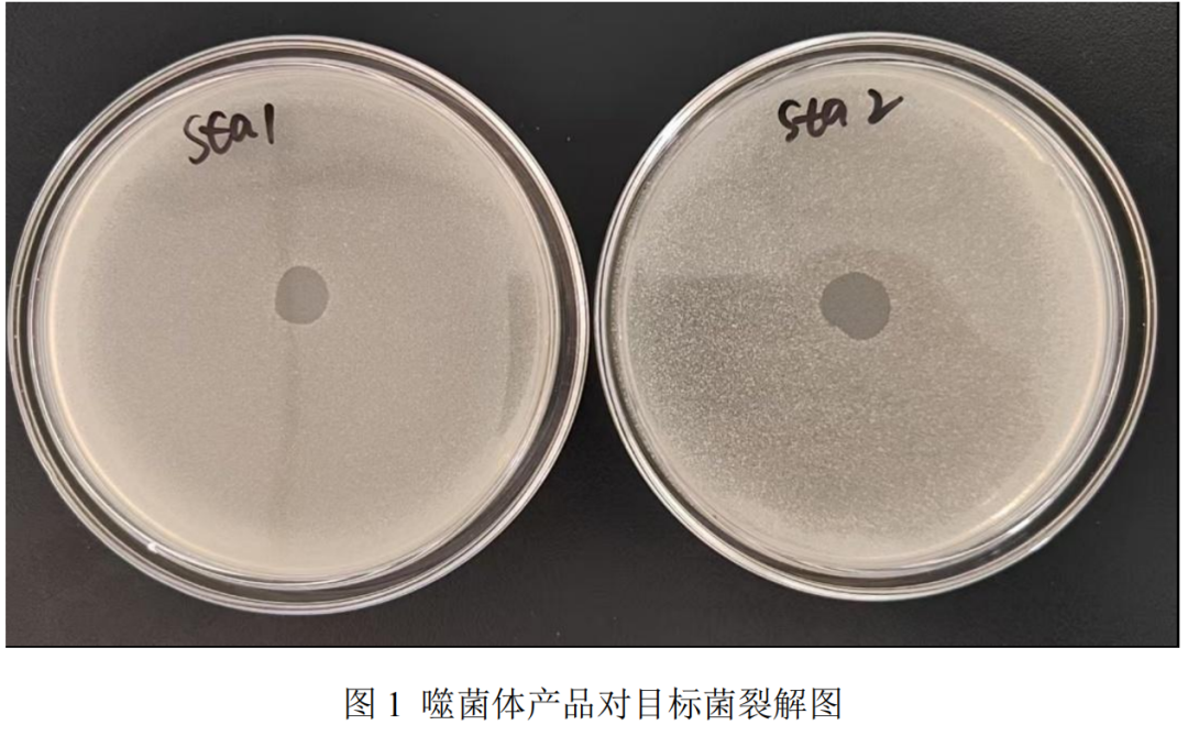 A Stealth Threat Across Animal Husbandry and Food Safety: New-Line Bio Deploys Precision Bacteriophage Formulations Against Staphylococcus aureus