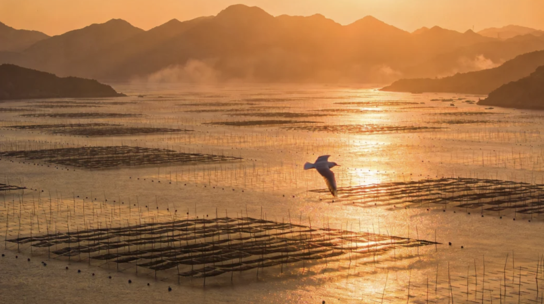 生蚝海鲜水产安全