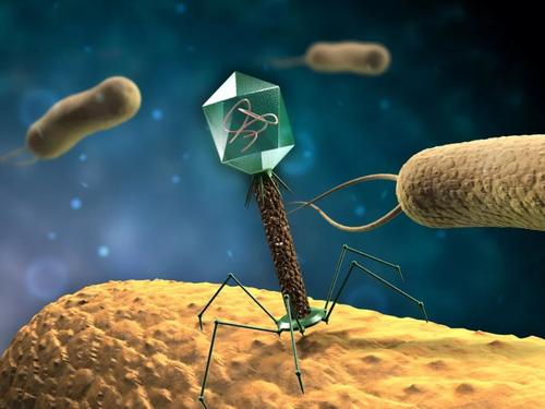 Bacteriophage Targeted Lysis Mechanism